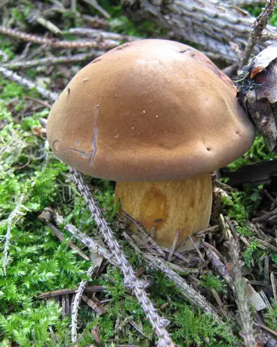 Maronen-Röhrling (Imleria badia) am Fundort