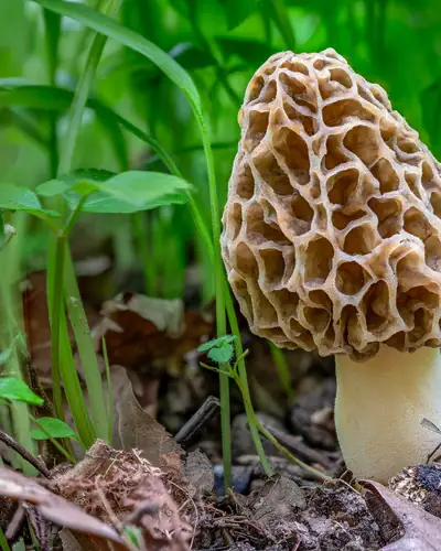 Speisemorchel (Morchella esculenta) am Fundort