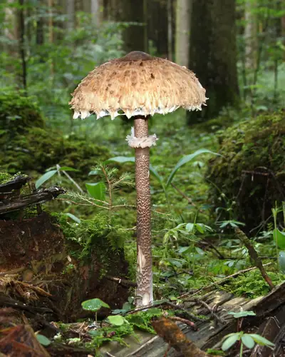 Parasol (Macrolepiota procera) am Fundort