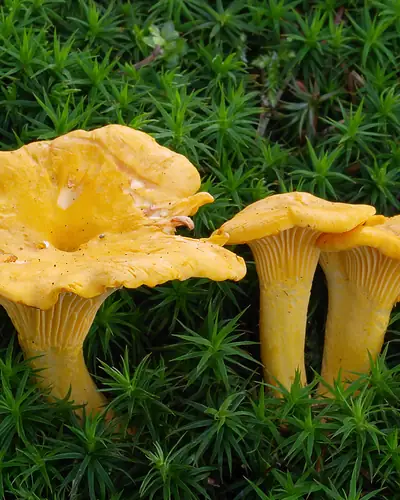 Pfifferling (Cantharellus cibarius) am Fundort