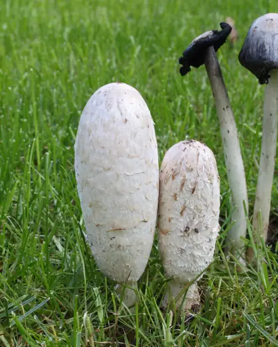 Schopftintling (Coprinus comatus) am Fundort