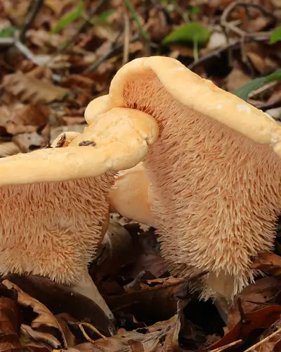 Semmelstoppelpilz (Hydnum repandum) am Fundort