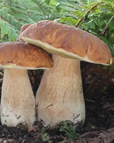Steinpilz (Boletus edulis) am Fundort